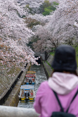 山科疏水の桜と観光客の風景。京都・山科疏水で咲き誇る桜と、散策を楽しむ観光客の風景。春の日本らしい季節感と観光地の魅力を表現している。