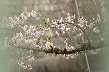 山科疏水の桜。京都・山科疏水に咲く桜の木。春の日本らしい美しい景観を切り取った写真。