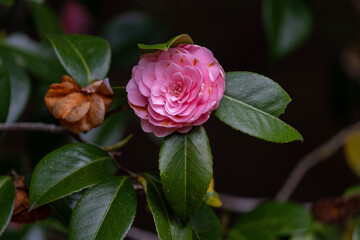 一輪の美しい椿の花。一輪だけで凛とした美しさを放つ椿の花。繊細で優雅な姿が日本の春を象徴する。