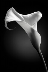 A striking monochrome close-up showcases the delicate, flowing petals of a Calla lily, elegantly positioned against a deep black backdrop.