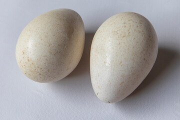 Fresh Turkey Eggs on a white background Large speckled eggs