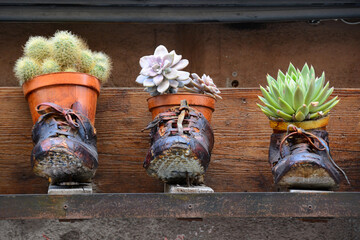 Creative Planters Made from Old Shoes with Cactus and Succulents
