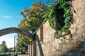 Atmospheric view of wild ivy growing through an ancient, stonewall exterior wall. A partly opened...