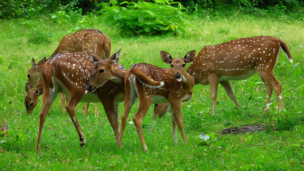 Red deer in the forest wildlife animal with antlers in nature