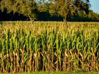 Maisfeld kurz vo der Ernte im Spätsommer