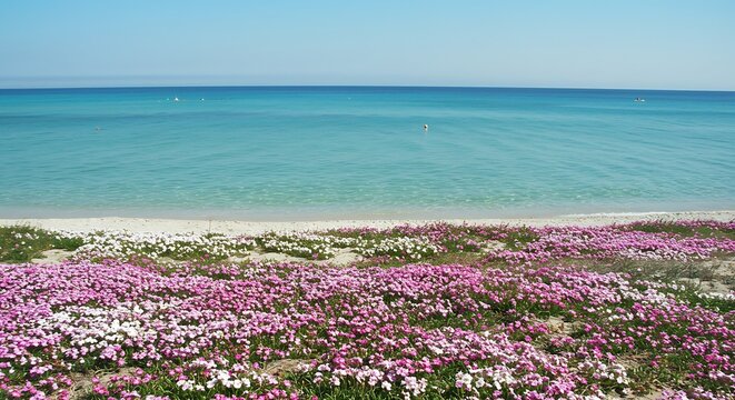 A coastal landscape featuring a vibrant field of pink and white flowers bordering a clear blue sea under a sunny sky.