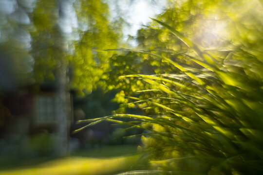 Background with green grass.Grass nature background for text.Surrounding world.