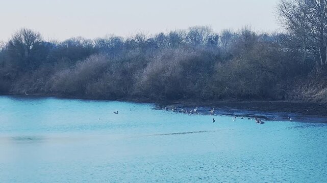Uferbereich der Neuen Weser, hellblaues Wasser, grauer Himmel, nat&uuml;rlich bewachsener Uferbereich. zahlreiche ruhende und fliegende V&ouml;gel, 