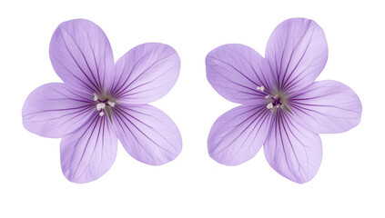 Fototapeta premium Two delicate violet flowers with soft petals. positioned symmetrically against a clean white background. their intricate details and color. ideal for nature-themed designs or botanical studies