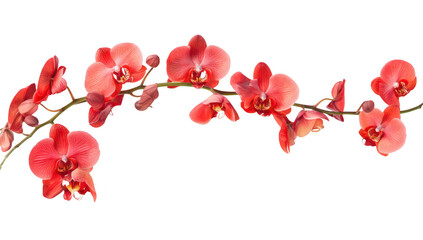 Plakat A display of red orchids gracefully arching against a clean white background. their delicate petals and intricate details. ideal for floral-themed projects or decor