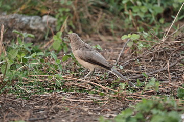 Large Gray Babbler