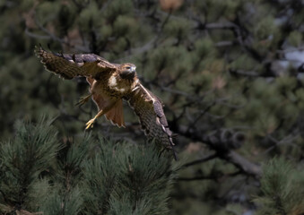 Red-tailed Hawk