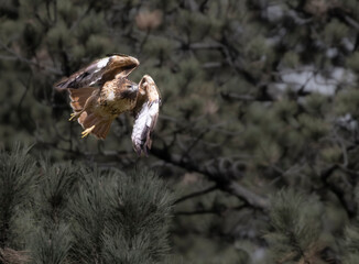 Red-tailed Hawk