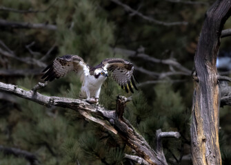 Osprey in Eleven Mile Canyon Colorado