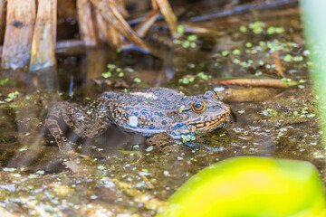 A large green frog sits in the marsh.