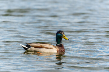Duck swims in the pond.