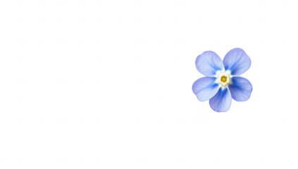 A delicate blue flower with five petals and a yellow center. positioned on a clean white background. symbolizing beauty and tranquility. ideal for nature-themed designs or floral arrangements