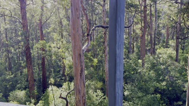 The Dave Evans Bicentennial Tree, a tall karri tree, pegged for climbing, is one of the tallest trees in Australia, standing in Warren national park and was used as a fire lookout.