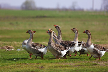 A flock of geese walks across a field. The geese are lined up, some standing and others walking. The scene is peaceful and calm, the geese move together in a group.