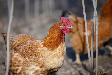 A chicken with a red head stands in a field. The chicken is surrounded by tall grass and trees
