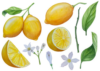 Watercolor lemon set. Half, slice, green leaf, branch of summer tropical fruit. Antiviral health food. Perfect for home decor, card making, cocktail menu.