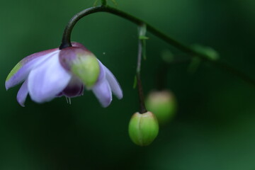 森に垂れ下がるランプ