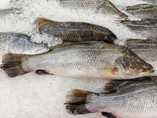 sea bass fish on ice display at fresh market