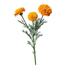 Obraz premium Marigold Photo Botanical Theme Flowers, Transparent Background, PNG File