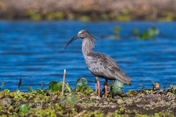Plumbeous ibis, Bañado La Estrella, Formosa Province, Argentina.