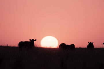 Naklejka premium Cattle herd in Pampas Landscape, La Pampa Province, Patagonia, Argentina.