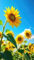 Obraz premium Vibrant sunflowers reaching towards a vast, blue summer sky Golden petals against a brilliant azure backdrop Perfect for nature, summer, and happiness themes , peaceful, horizon, optimism
