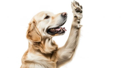 A cheerful golden retriever playfully raising its paw against a clean white background. conveying a sense of friendliness and companionship. ideal for pet-related content