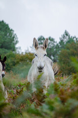 White Donkey Looking at the Camera The Concept of an Animal Portrait