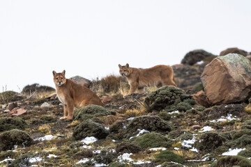 Puma in mountain environment, Torres del Paine National Park, Patagonia, Chile.