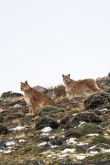 Puma in mountain environment, Torres del Paine National Park, Patagonia, Chile.