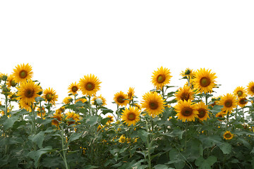 Vibrant sunflowers in full bloom, a stunning display of natural beauty and summertime joy, perfect for your creative projects