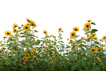 Vibrant field of sunflowers in full bloom against a transparent background, perfect for adding a touch of nature's beauty to your designs