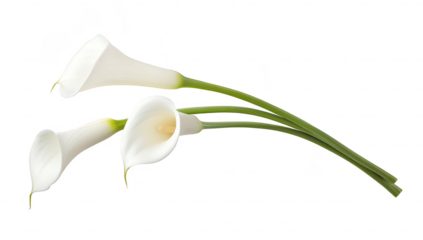 Elegant arrangement of three white calla lilies with smooth petals and green stems. set against a clean white background. ideal for floral design. wedding themes. and nature-inspired decor
