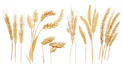 A detailed illustration various types of wheat stalks and heads. highlighting their natural beauty and diversity. suitable for agricultural themes and educational materials