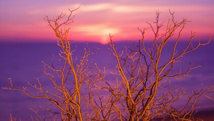Fototapeta premium Bare tree branches silhouetted against a vibrant sunset over a hazy horizon.