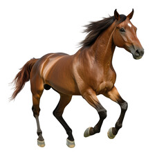 Obraz premium A majestic brown horse galloping gracefully across a bright white background. its powerful muscles and flowing mane. ideal for equestrian-themed projects or animal photography (1)