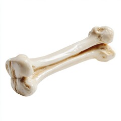 Fototapeta premium Anatomical Bone on Display: A detailed image of a bone, representing a core element of human anatomy, it evokes a sense of medical study.