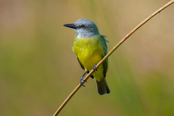 Tropical Kingbird