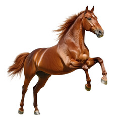 Obraz premium A majestic brown horse rearing up in mid-air. its strength and grace against a plain white background. symbolizing freedom and vitality. ideal for equestrian-themed projects