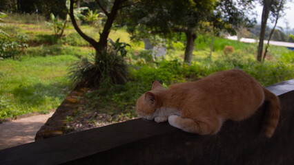Cat Relaxing Outdoors on Wooden Surface