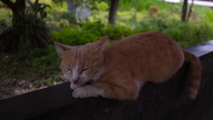 Cat Relaxing Outdoors on Wooden Surface