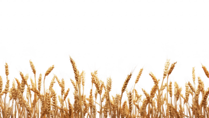 A golden field of ripe wheat swaying gently in the breeze under a clear sky. symbolizing harvest time. agricultural abundance. and the beauty of nature in rural landscapes