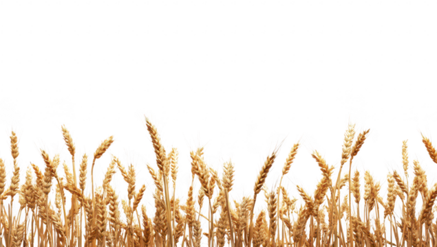 A golden field of ripe wheat swaying gently in the breeze under a clear sky. symbolizing harvest time. agricultural abundance. and the beauty of nature in rural landscapes