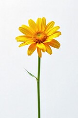A single, wilted flower sits alone against a stark white background, symbolizing exhaustion and isolation The image evokes feelings of loneliness and weariness , faded, white background