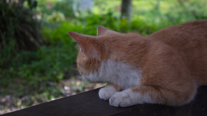 Cat Relaxing Outdoors on Wooden Surface